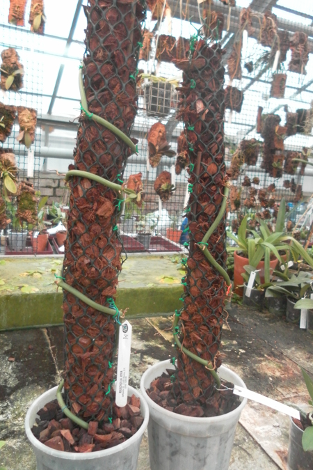 Vanilla planifolia.jpg