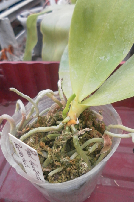 Phalaenopsis Kuntrarti Rarashati.jpg