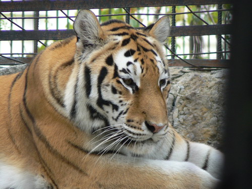 2006 09 23 zoo tigr 01.jpg