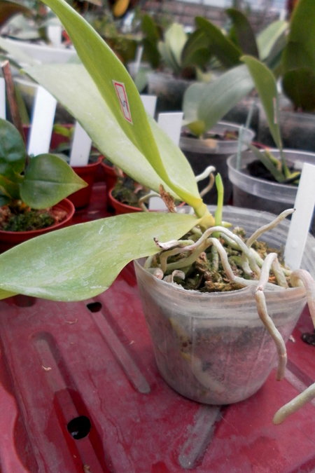 Phalaenopsis Kuntrarti Rarashati 1.jpg