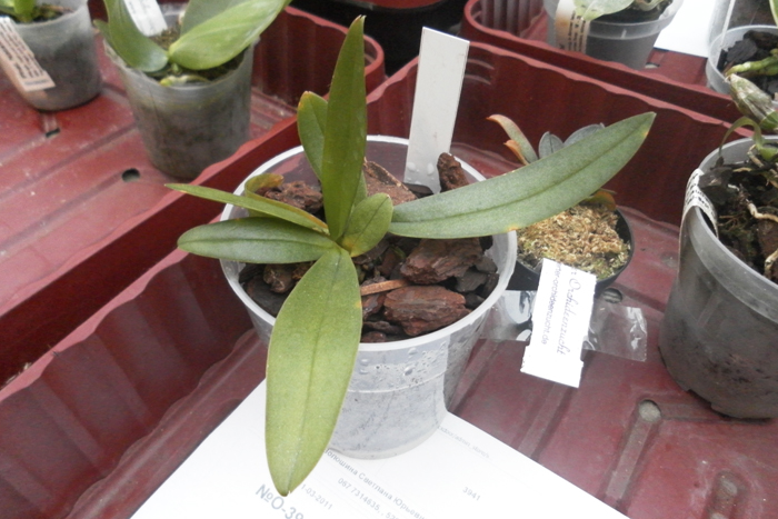 Doritaenopsis Siam Treasure blue.jpg