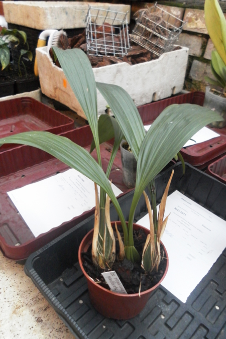 Coelogyne mayeriana x pandurata.jpg