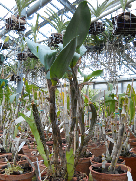 Dendrobuim finisterrae.jpg