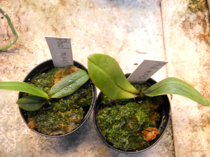 Phalaenopsis minus.jpg