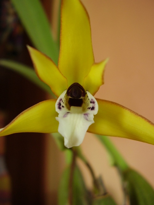 Maxillaria robusta