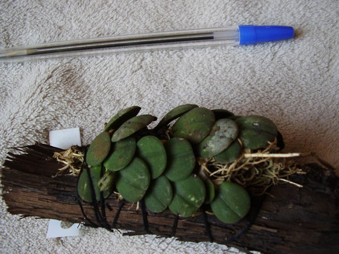 Phloeophila paulensis