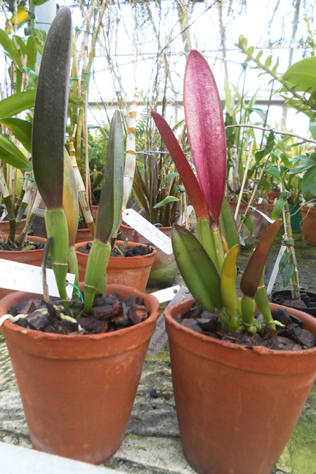 Brassavola glauca x Brassavola digbyana.jpg