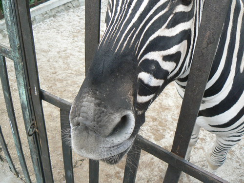 2006 09 23 zoo zebr 01.jpg