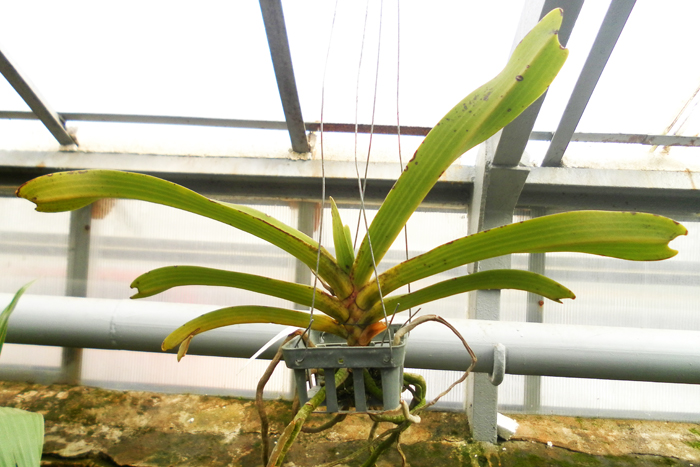 Rhynchostylis Spot.jpg