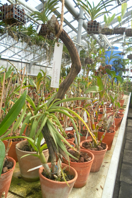 Ornithocephalus gladiatus.jpg