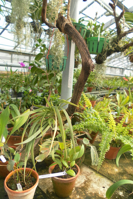 Ornithocephalus gladiatus 1.jpg