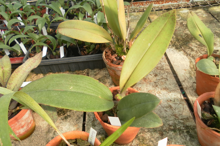 Psichopsis Kalihi.jpg