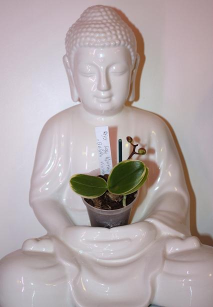 Минька вариегатная.jpg