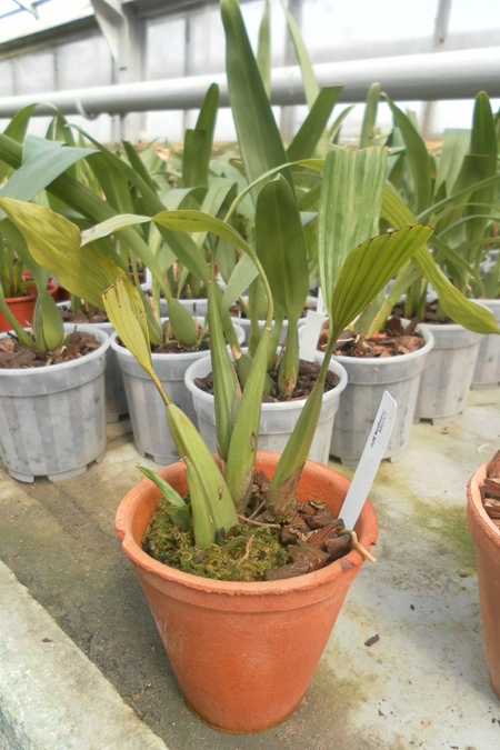 coelogyne sp.jpg