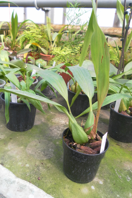 Coelogyne speciosa1.jpg