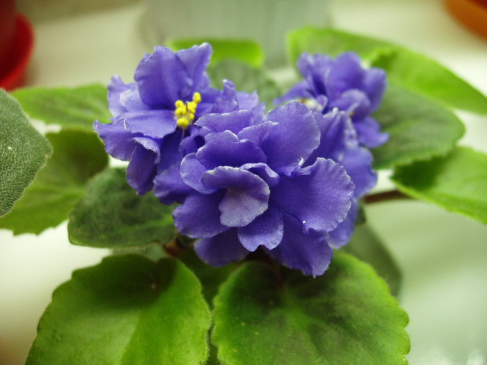 P9300025_01.jpg