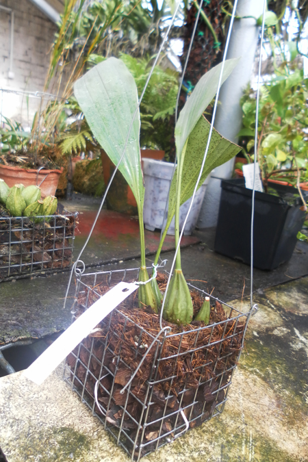 Stanhopea tigrina.jpg