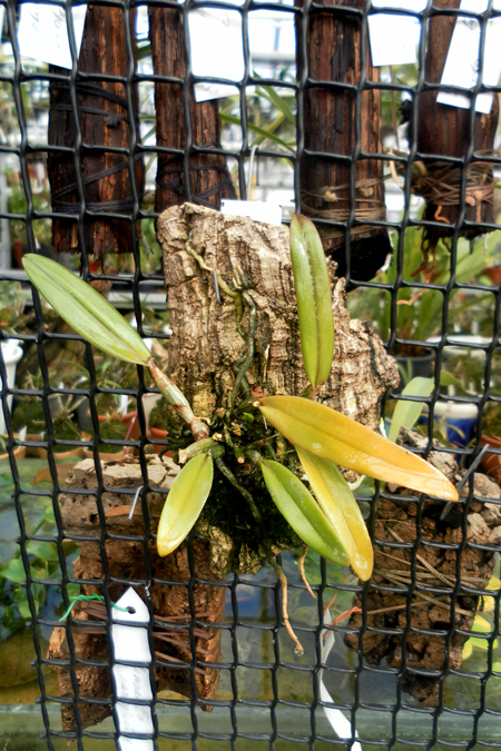 Cattleya luteola.jpg