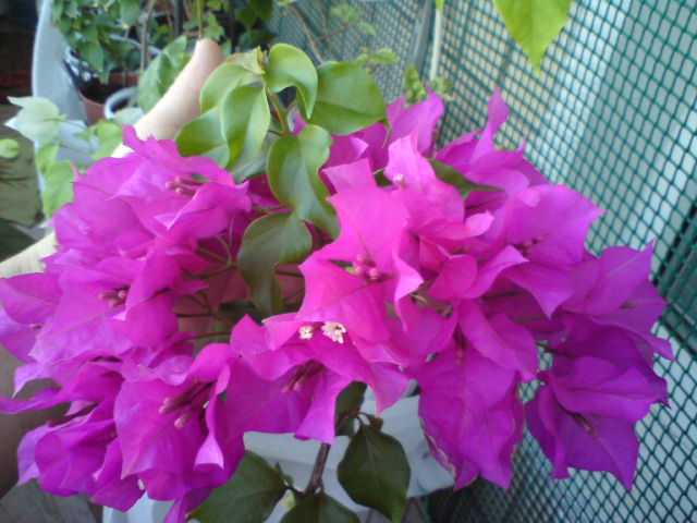 DSC02553.JPG