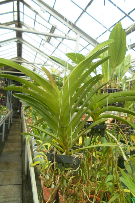 Vanda Banjong Blue Sky.jpg