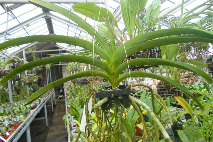 Vanda Pimsai x Vanda Tarab Waxy.jpg