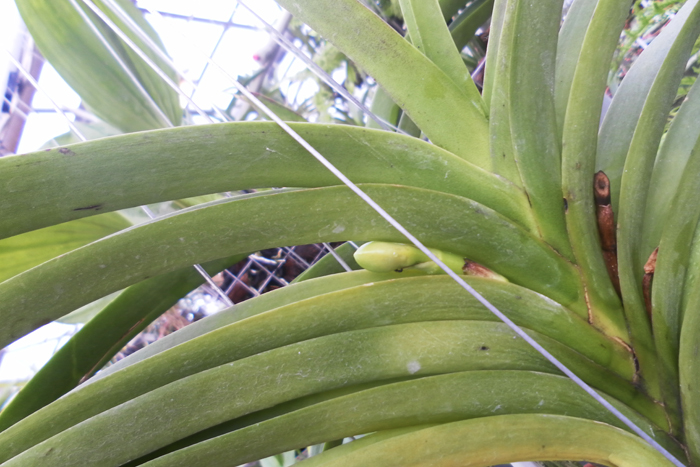 Vanda Manuel Torres x Ascocenda Kultana Brown.jpg