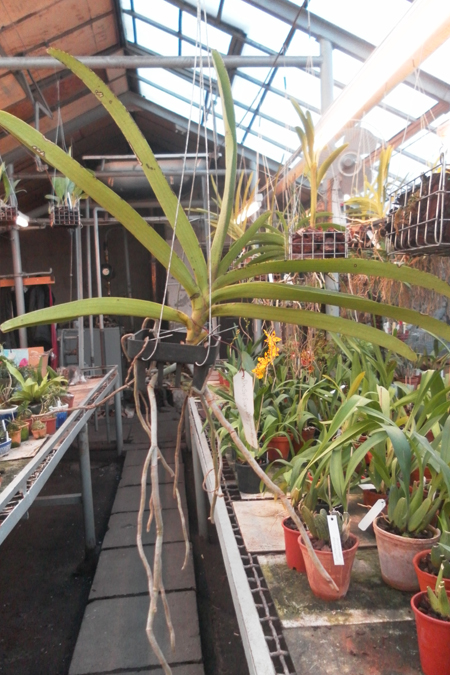 Rhynchostylis gigantea red.jpg