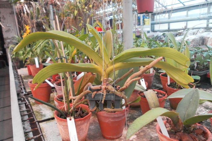 Rhynchostylis gigantea white.jpg