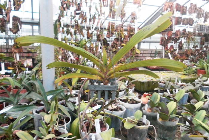 Rhynchostylis gigantea spot.jpg