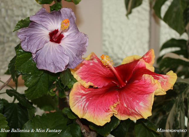 Blue Ballerina & Miss Fantasy.jpg