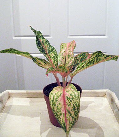 aglaonema_butterfly1.jpg