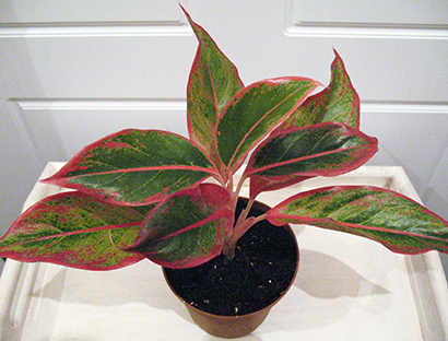 aglaonema_red1.jpg