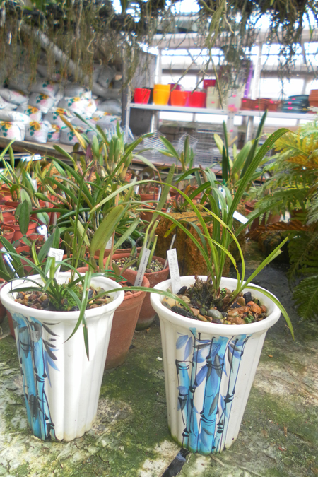 Cymbidium goeringii.jpg