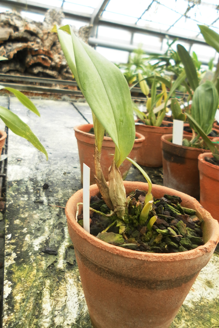 Trichopilia marginata × suavis 1.jpg