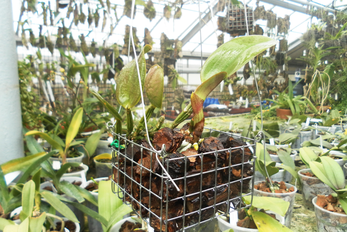 Cattleya walkeriana alba x coerulea.jpg