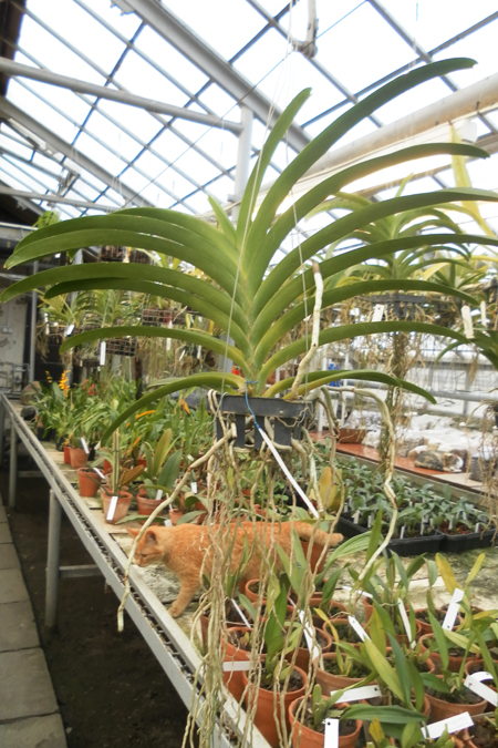 Vanda Gordon Dillon Lea x Ascocenda Suksamran Spot.jpg