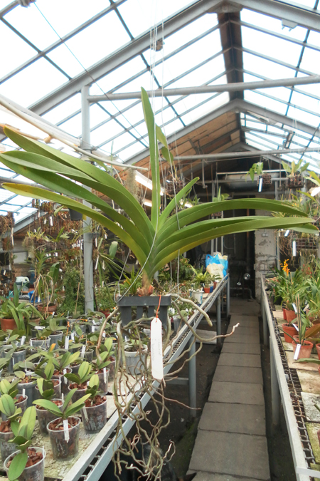 Vanda Lenavat x Vanda Taweesuksa.jpg