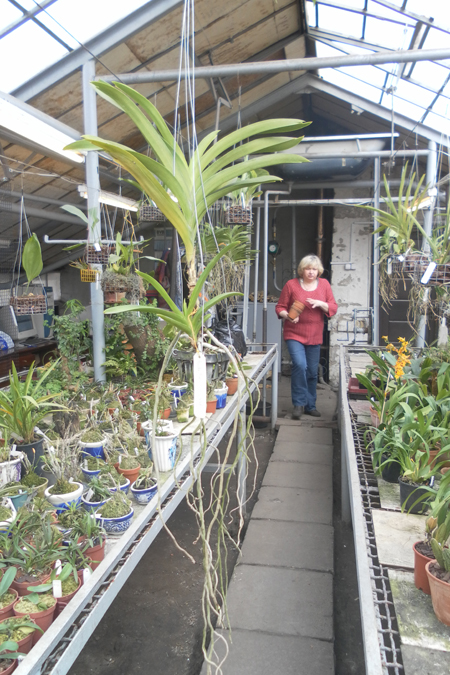 Ascocenda Pak Chong Gold.jpg