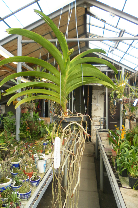 Ascocenda Pak Chong Smile.jpg