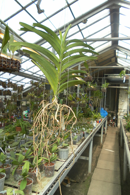 Vanda Kultana Gold x Vanda tessellata.jpg