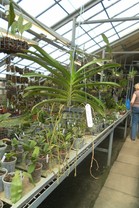 Ascocenda Fuchs Spotted Cats 1.jpg