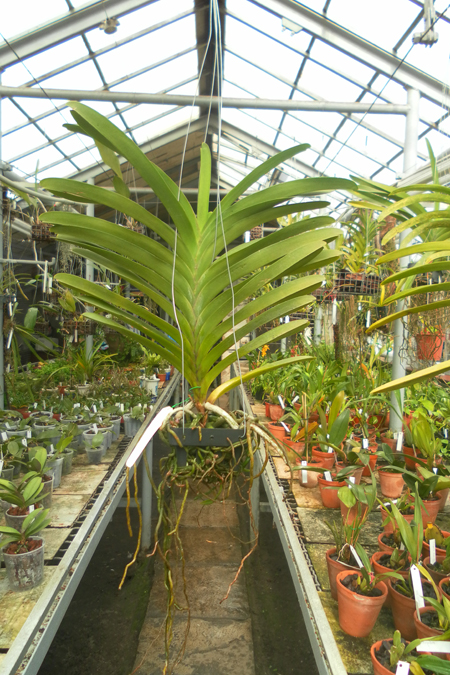 Vanda Trevor Rathbone.jpg