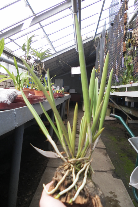 Brassavola nodosa.jpg