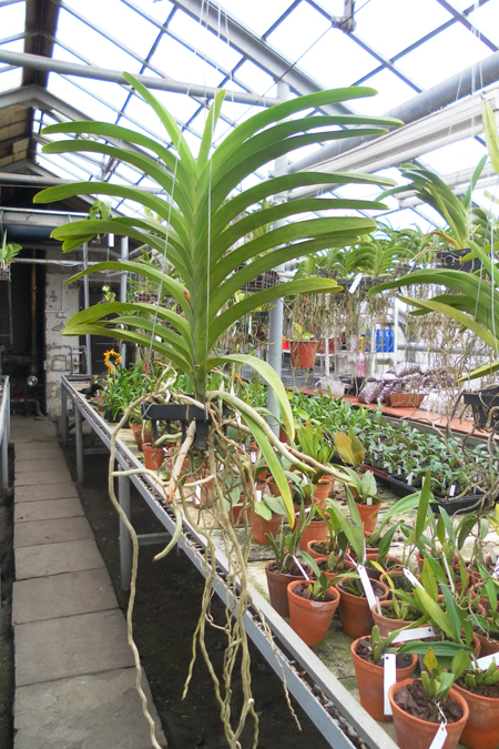 Vanda (Wirat – Rattana).jpg