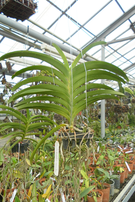 Ascocenda Korb Fah x coerulea 1.jpg