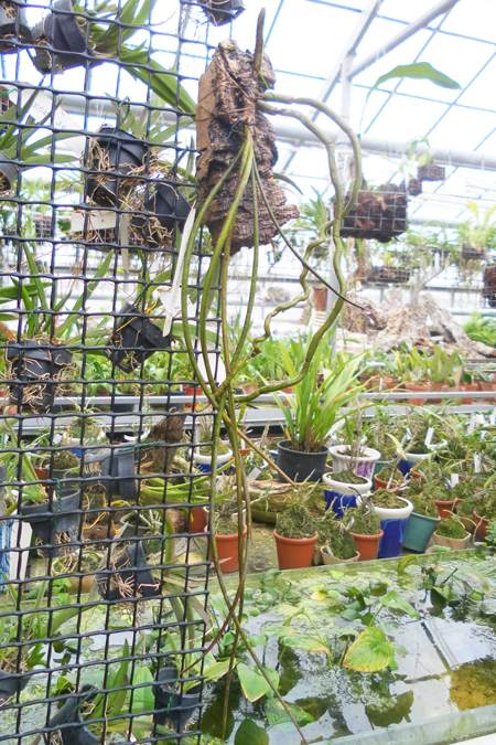 Seidenfadenia mitrata 1.jpg