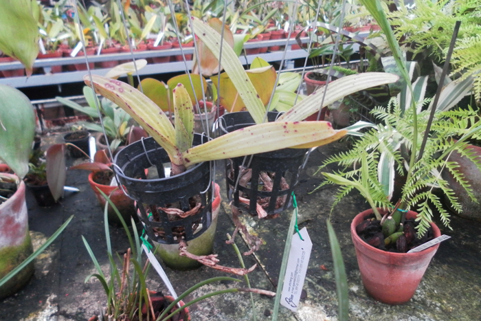 Rhynchostylis gigantea.jpg