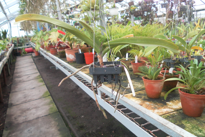 Rhynchostylis gigantea red 2.jpg