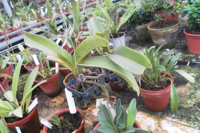 Rhynchostylis gigantea white 2.jpg