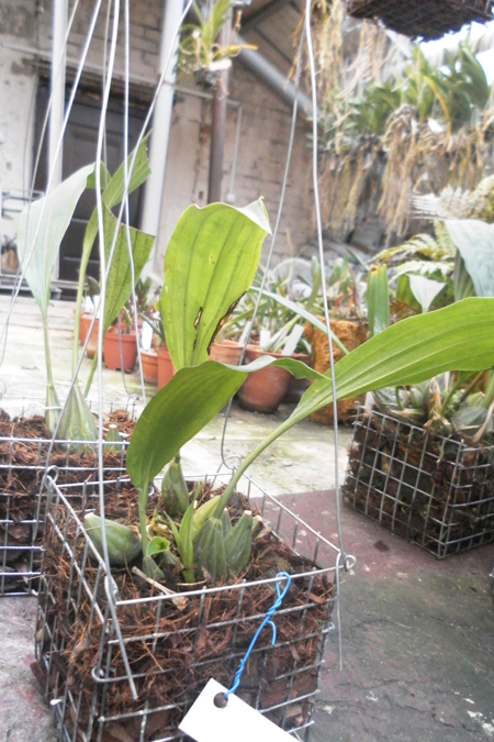 Stanhopea tigrina1.jpg